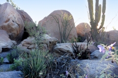 Baja-Excursion-landscape-2