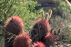 Baja-Excursion-landscape-3