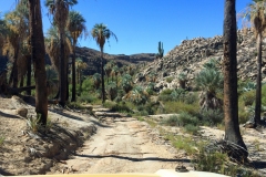 Baja-Excursion-Blue-Palms