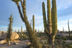 Baja-Excursion-Boojum-Catus