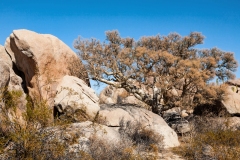 Baja-Excursion-Elephant-Tree