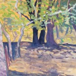 Sycamores and oaks