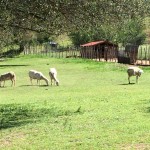 sheep grazing