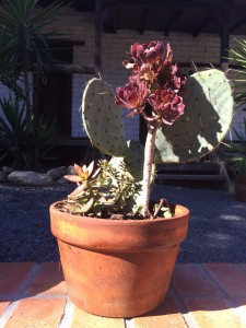 succulent
