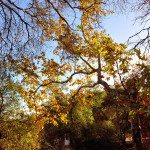 Scenery 07 copy